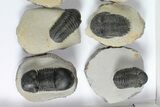 Lot: Assorted Devonian Trilobites - Pieces #92168-2